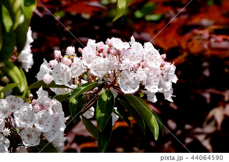 三鷹中原に咲くカルミア（アメリカシャクナゲ） 44064590