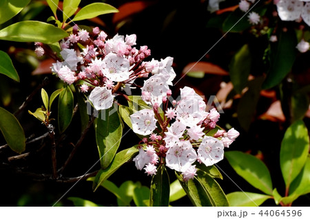 三鷹中原に咲くカルミア(アメリカシャクナゲ) 三鷹中原に咲くカルミア(アメリカシャクナゲ) 44064596