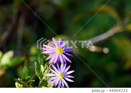 三鷹中原に咲くノコンギク 44064723