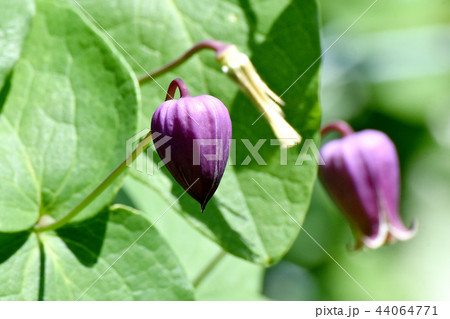 三鷹中原に咲くハンショウヅル 44064771