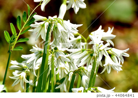 三鷹中原に咲くミツカドネギ 44064841