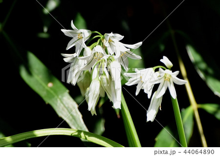 三鷹中原に咲くミツカドネギ 44064890