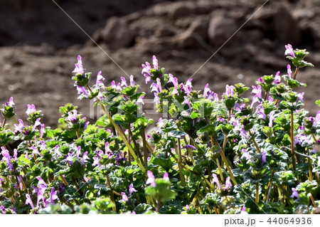 三鷹中原に咲くホトケノザ 44064936