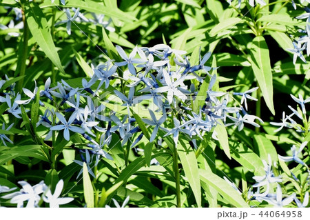 三鷹中原に咲くイソトマ 44064958