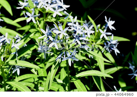 三鷹中原に咲くイソトマ 44064960