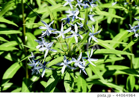 三鷹中原に咲くイソトマ 三鷹中原に咲くイソトマ 44064964