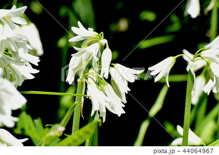 三鷹中原に咲くミツカドネギ 44064967