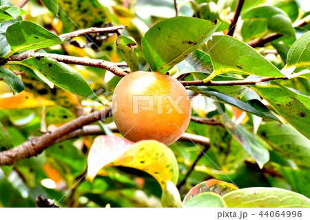 三鷹中原になるカキの実 三鷹中原になるカキの実 44064996