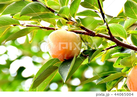 三鷹中原になるカキの実 三鷹中原になるカキの実 44065004