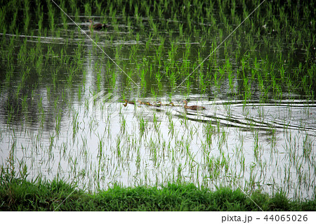 子ガモの行列 44065026