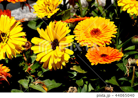 三鷹仙川公園に咲くオレンジ色と黄色のキンセンカ 44065040