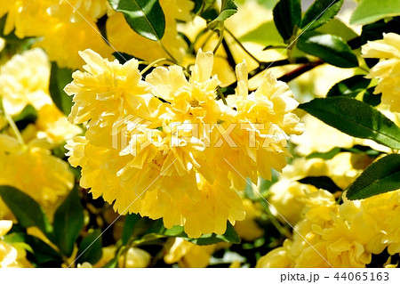 三鷹中原に咲く黄色いモッコウバラ 44065163