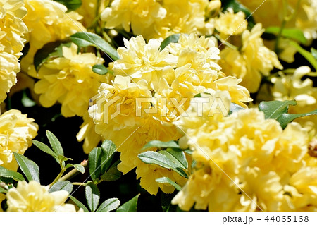 三鷹中原に咲く黄色いモッコウバラ 44065168