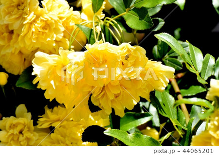 三鷹中原に咲く黄色いモッコウバラ 44065201