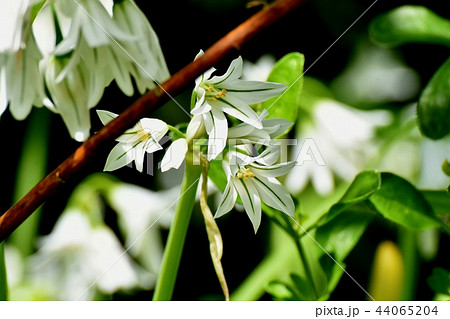 三鷹中原に咲くミツカドネギ 44065204