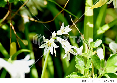 三鷹中原に咲くミツカドネギ 44065244