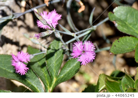 三鷹中原に咲くナデシコ 44065245