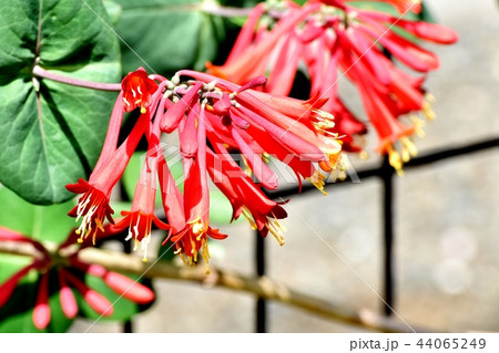 三鷹中原に咲くツキヌキニンドウ 44065249