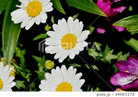 三鷹中原に咲く白いマーガレット 44065278