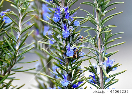 三鷹中原に咲くローズマリー 44065285