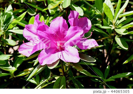 三鷹中原に咲くヒラドツツジ オオムラサキ 三鷹中原に咲くヒラドツツジ オオムラサキ 44065305