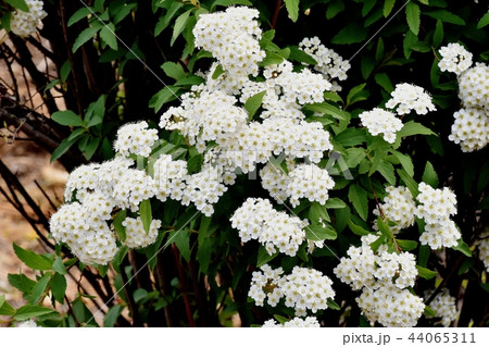 三鷹中原に咲くコデマリ 44065311