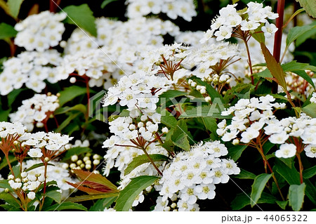 三鷹中原に咲くコデマリ 44065322