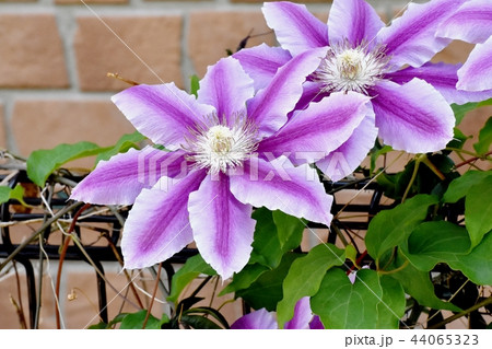 三鷹中原に咲く紫と白の複色クレマチス 44065323