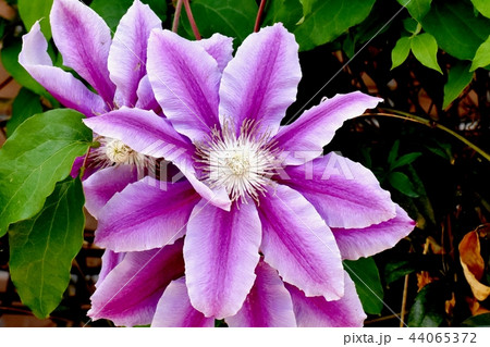 三鷹中原に咲く紫と白の複色クレマチス 44065372