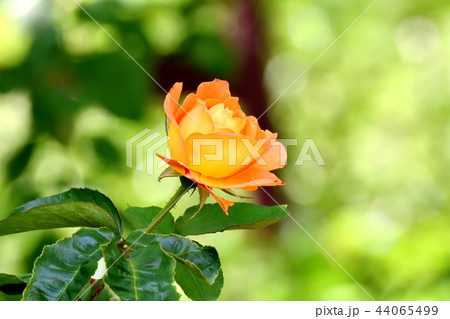 三鷹仙川公園に咲くアンネ・フランクのバラ 44065499