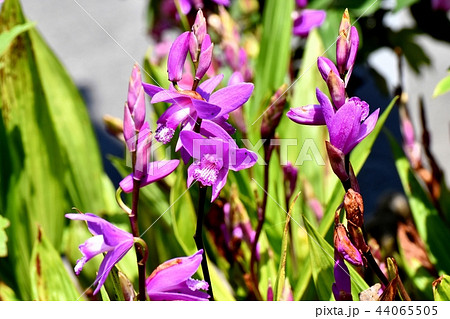 三鷹中原に咲くシラン（紫蘭） 44065505