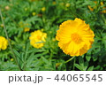 コスモス 44065545