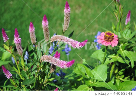 ケイトウ ケイトウ 44065548