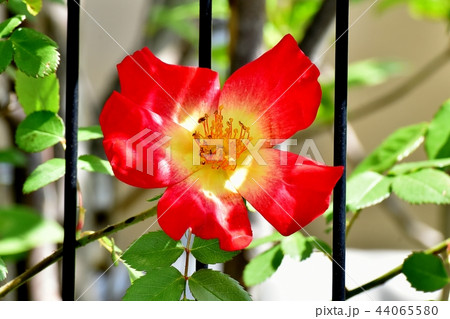 三鷹中原に咲く赤い一重のバラ カクテル 44065580
