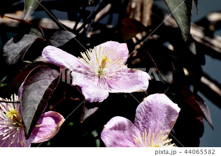三鷹中原に咲くピンクのクレマチス 44065582