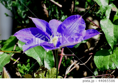 三鷹中原に咲く紫色のクレマチス 44065586