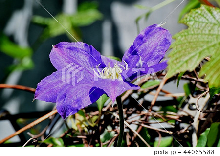 三鷹中原に咲く紫色のクレマチス 44065588