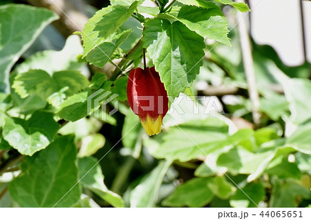 三鷹中原に咲くチロリアンランプ 44065651