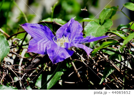 三鷹中原に咲く紫色のクレマチス 44065652