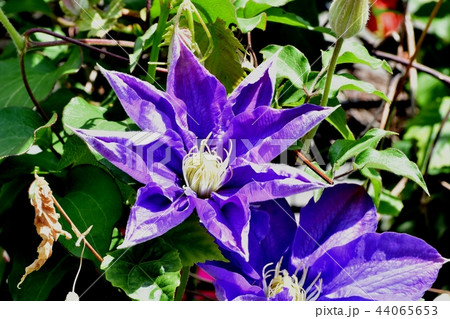 三鷹中原に咲く紫色のクレマチス 44065653