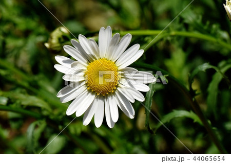 三鷹中原に咲くマーガレット 44065654