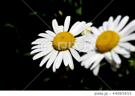 三鷹中原に咲くマーガレット 44065655