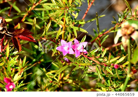 三鷹中原に咲くクロウエア 三鷹中原に咲くクロウエア 44065659