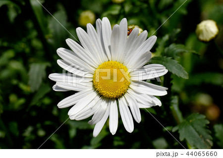 三鷹中原に咲くマーガレット 44065660