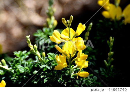 三鷹中原に咲くエニシダ 三鷹中原に咲くエニシダ 44065740