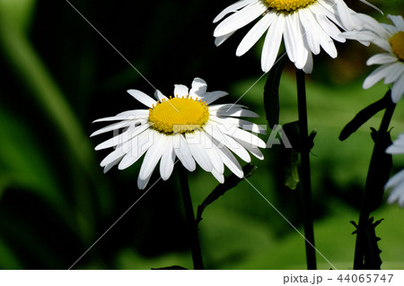 三鷹中原に咲くマーガレット 44065747