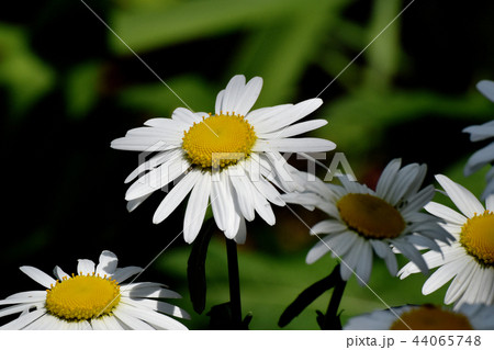 三鷹中原に咲くマーガレット 44065748