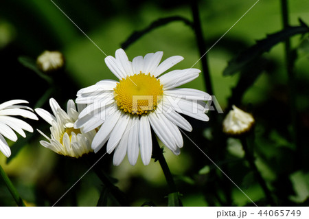 三鷹中原に咲くマーガレット 44065749