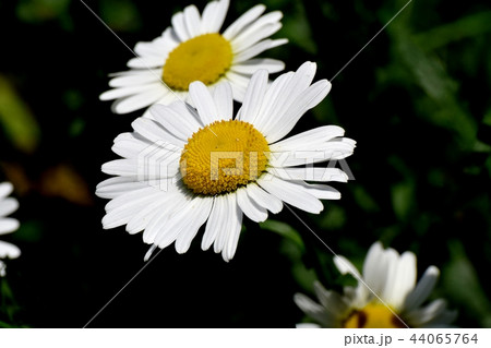 三鷹中原に咲くマーガレット 三鷹中原に咲くマーガレット 44065764