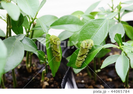 終齢になりたてのナミアゲハの幼虫 終齢になりたてのナミアゲハの幼虫 44065784